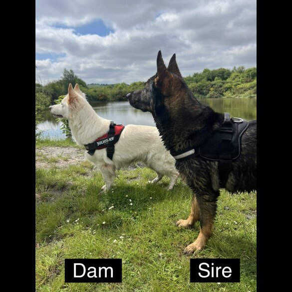 German Shepherd (Alsatian) - Both