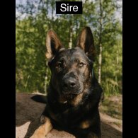 German Shepherd (Alsatian) - Both