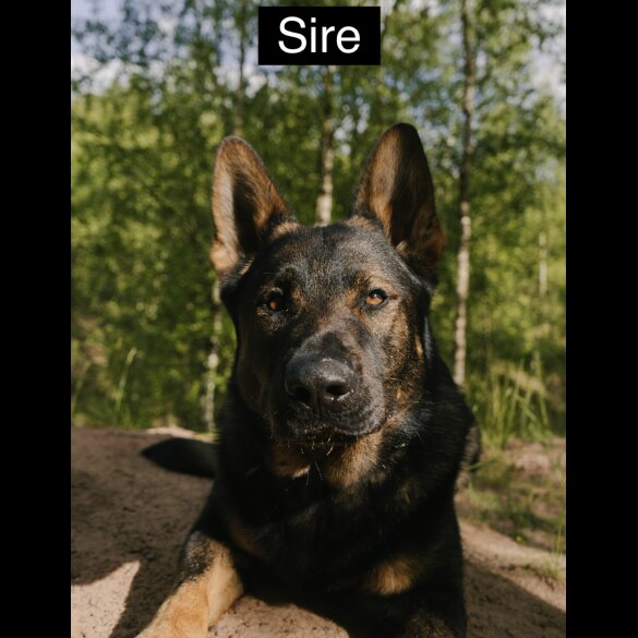 German Shepherd (Alsatian) - Both