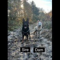 German Shepherd (Alsatian) - Both