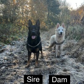 German Shepherd (Alsatian) - Both