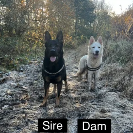 German Shepherd (Alsatian) - Both
