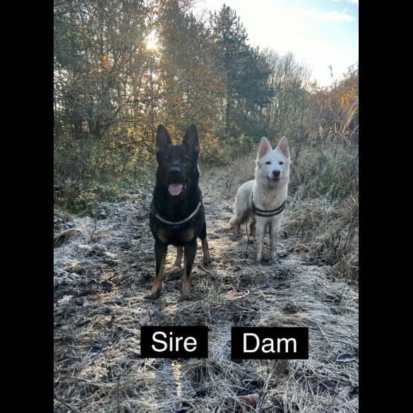 German Shepherd (Alsatian) - Both