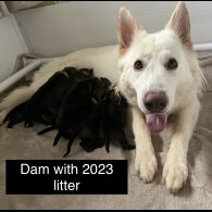 German Shepherd (Alsatian) - Both