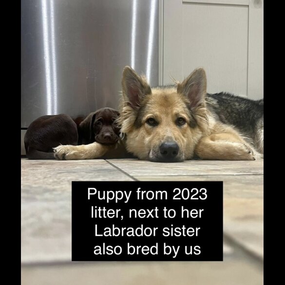German Shepherd (Alsatian) - Both