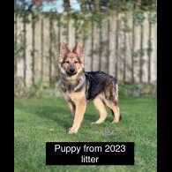 German Shepherd (Alsatian) - Both