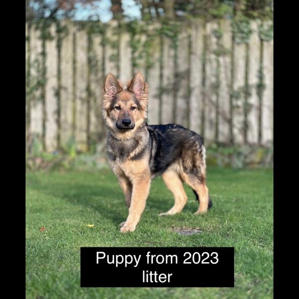 German Shepherd (Alsatian) - Both