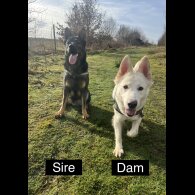 German Shepherd (Alsatian) - Both