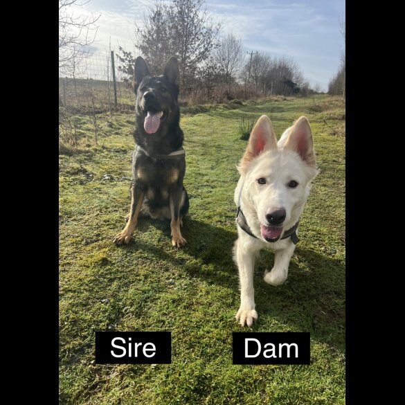 German Shepherd (Alsatian) - Both