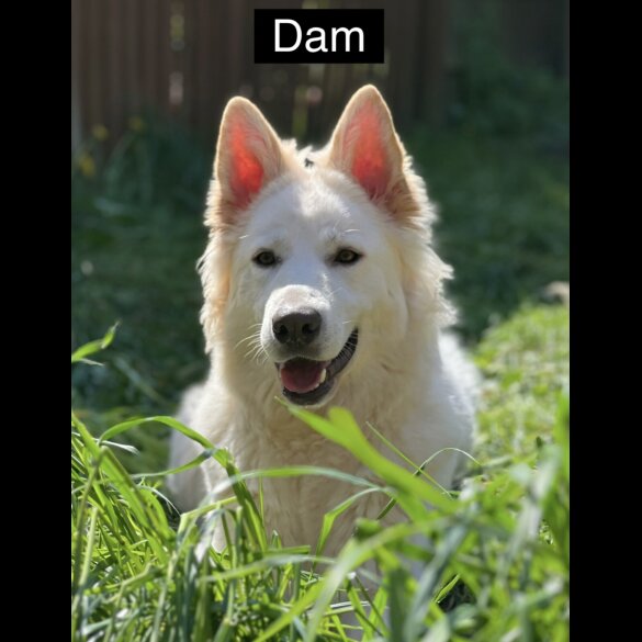 German Shepherd (Alsatian) - Both