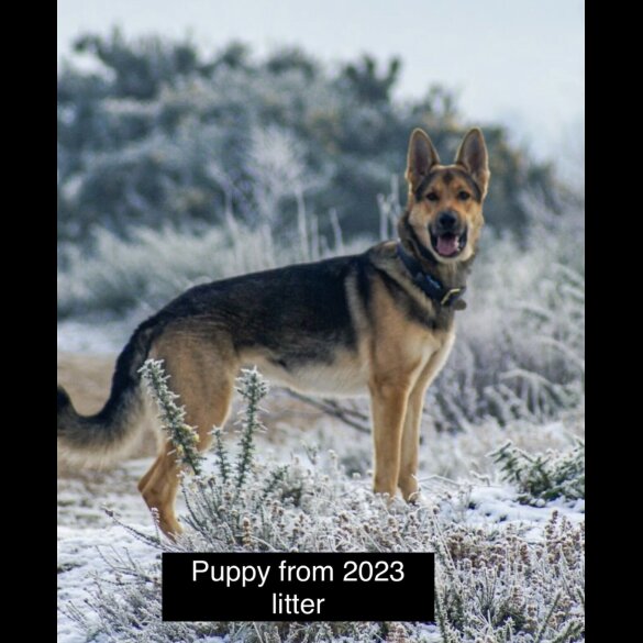 German Shepherd (Alsatian) - Both