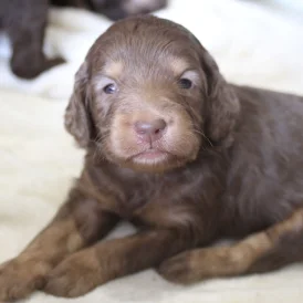 Labradoodle - Both