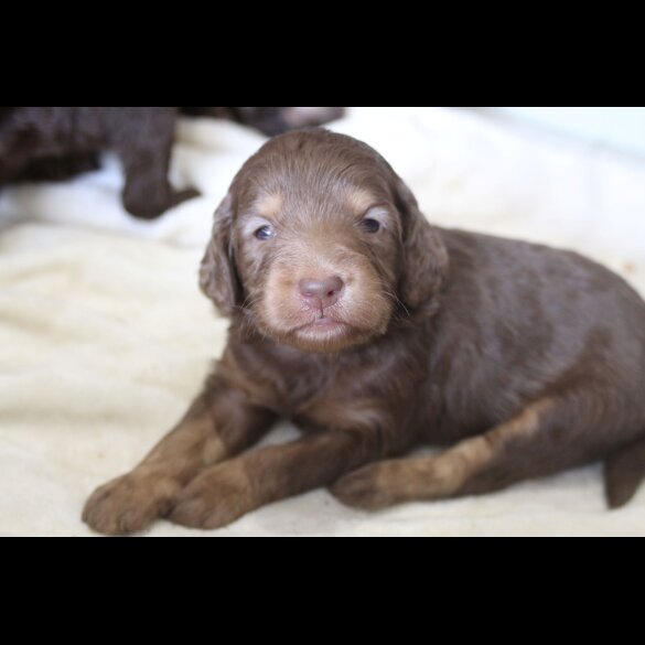 Labradoodle - Both