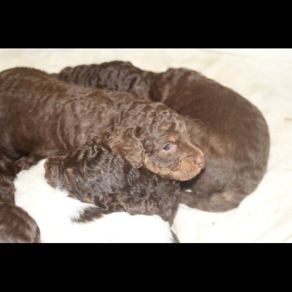 Labradoodle - Both
