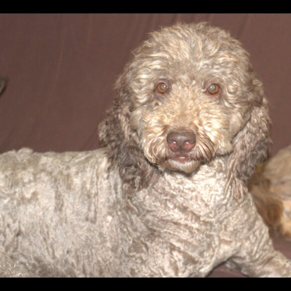 Labradoodle - Both