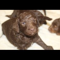 Labradoodle - Both