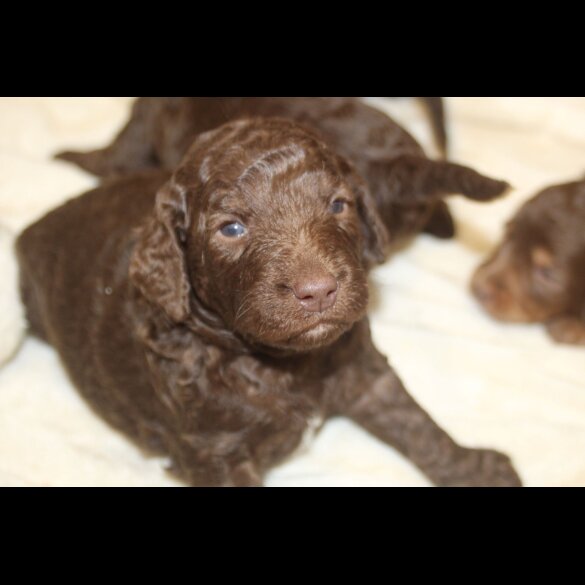Labradoodle - Both