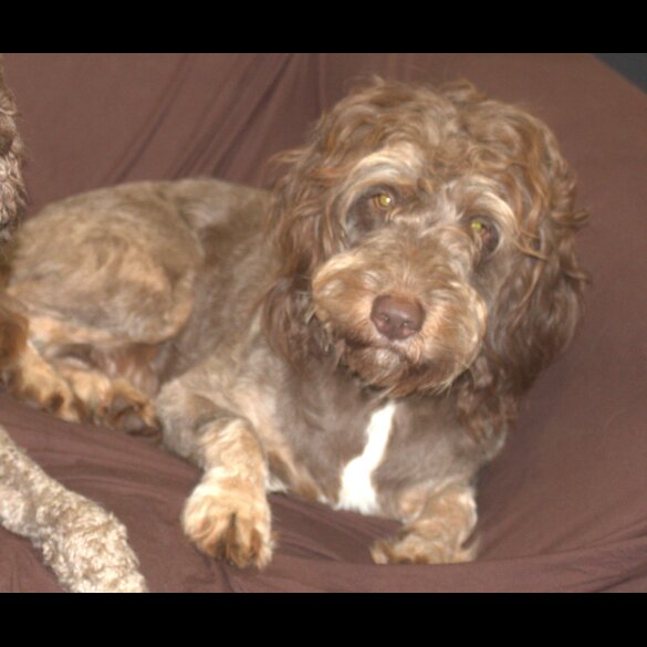 Labradoodle - Both