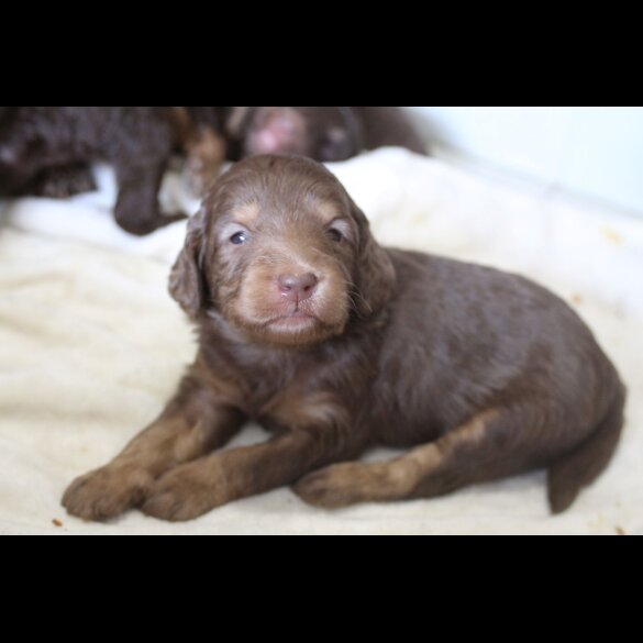 Labradoodle - Both