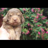 Labradoodle - Both