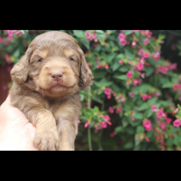 Labradoodle - Both