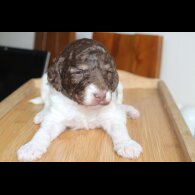 Labradoodle - Both