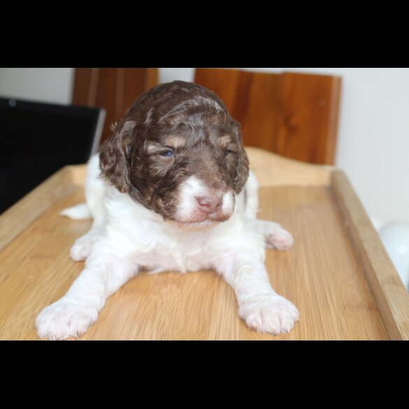 Labradoodle - Both