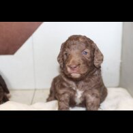 Labradoodle - Both