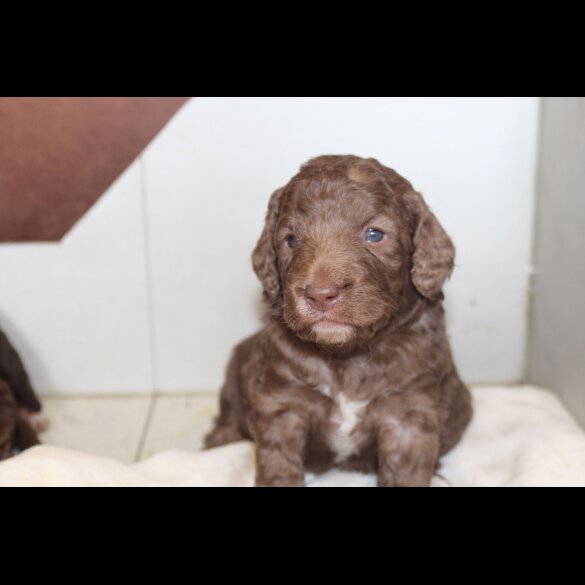 Labradoodle - Both