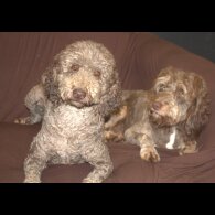 Labradoodle - Both