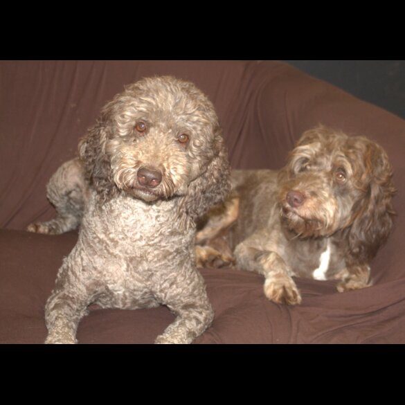 Labradoodle - Both