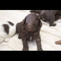 Labradoodle - Both