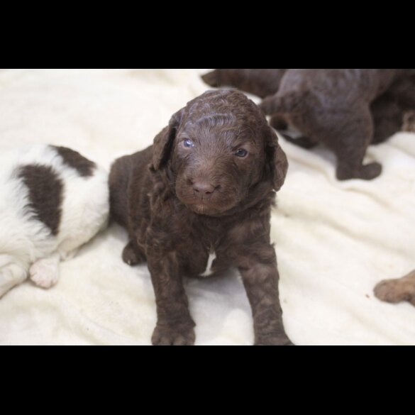 Labradoodle - Both