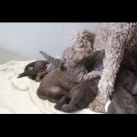 Labradoodle - Both