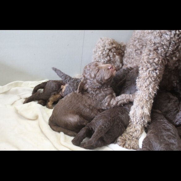 Labradoodle - Both