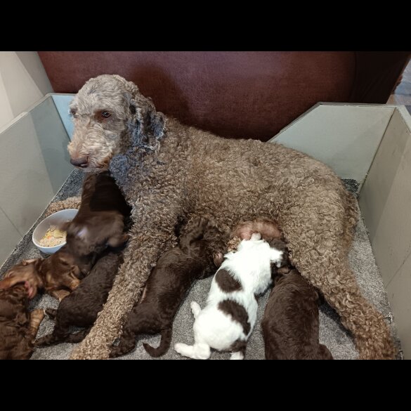Labradoodle - Both