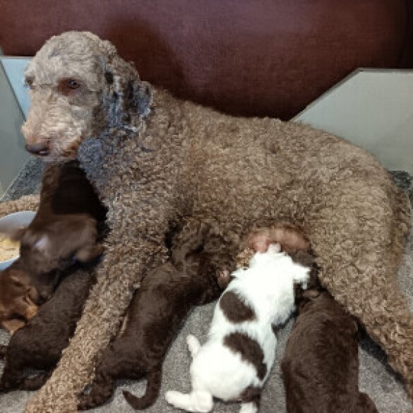 Labradoodle - Both