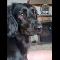 Cocker Spaniel (Working &amp; Show) - Both