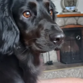 Cocker Spaniel (Working &amp; Show) - Both
