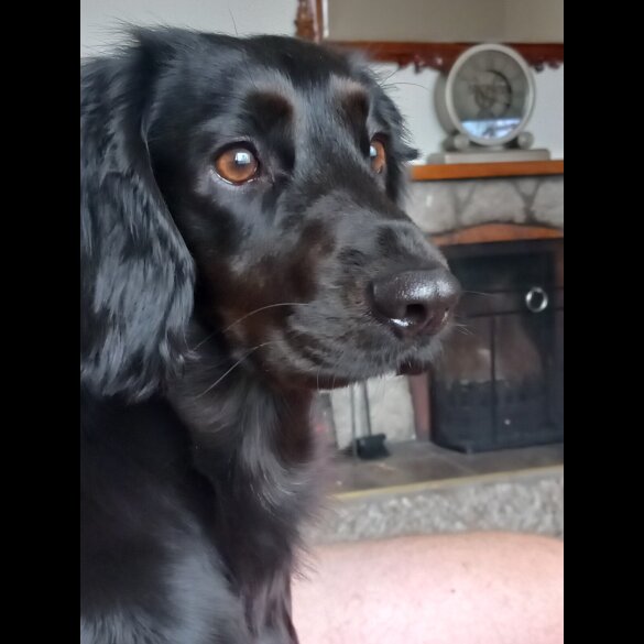Cocker Spaniel (Working &amp; Show) - Both