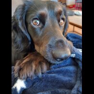 Cocker Spaniel (Working &amp; Show) - Both
