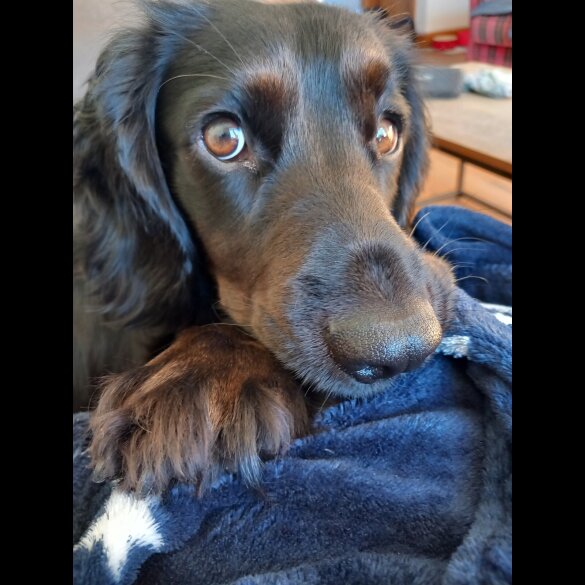 Cocker Spaniel (Working &amp; Show) - Both
