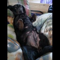 Cocker Spaniel (Working &amp; Show) - Both