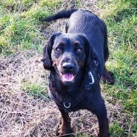 Cocker Spaniel (Working &amp; Show) - Both