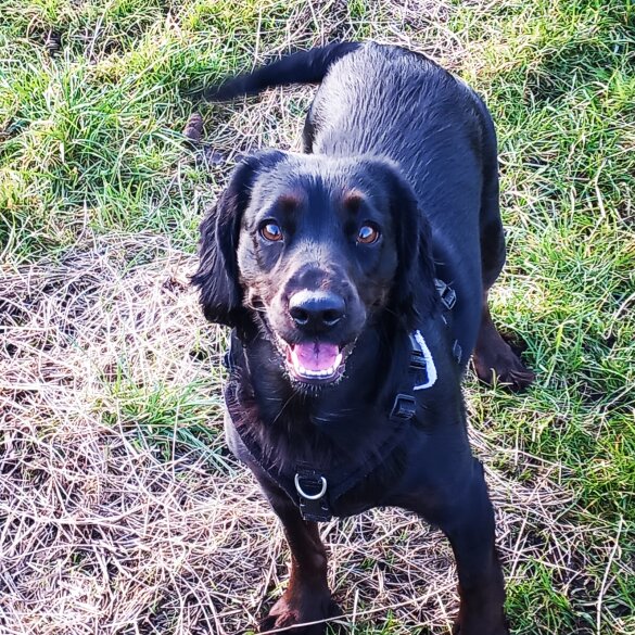Cocker Spaniel (Working &amp; Show) - Both
