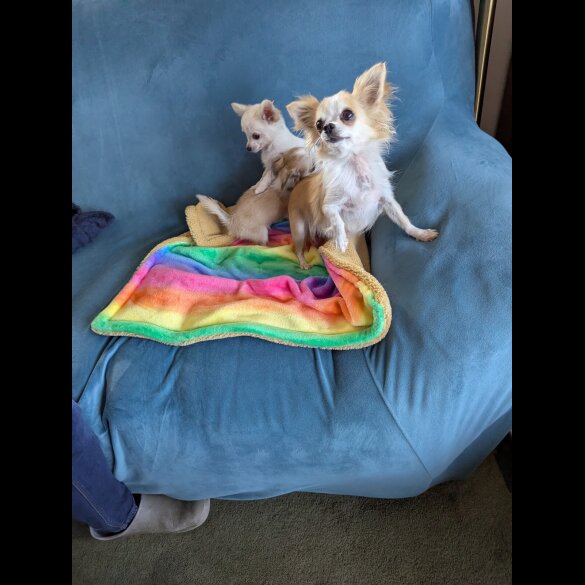 Chihuahua - Dogs