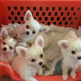 Chihuahua - Dogs