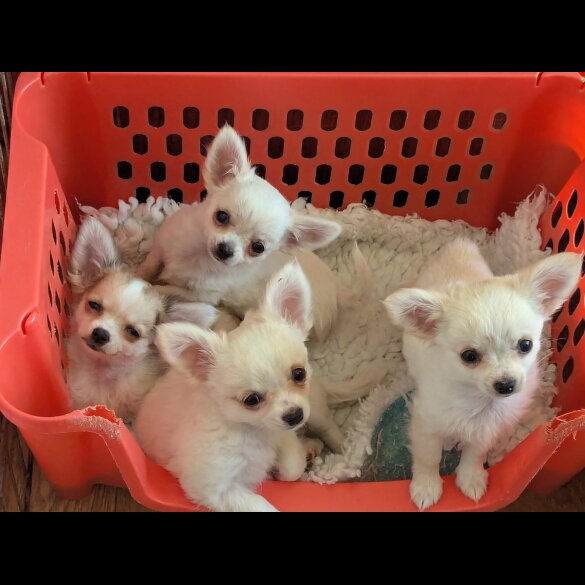 Chihuahua - Dogs