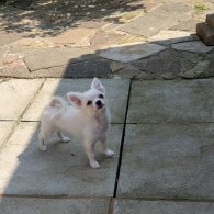 Chihuahua - Dogs