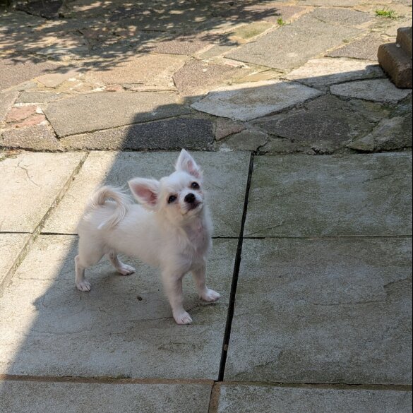 Chihuahua - Dogs